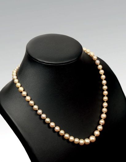 null Collier de perles composé de 57 perles fines en chute. Dimensions des perles...