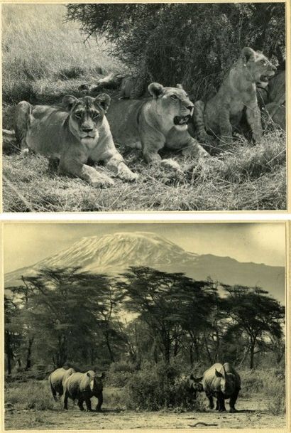 null SKULINA. Deux photographies: lionnes et rhinocéros dans les plaines du Kilimandjaro,...