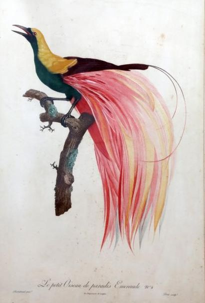 Jacques BARRABAND (1767 - 1809) Un petit oiseau de paradis émeraude numéro 4 gravé...