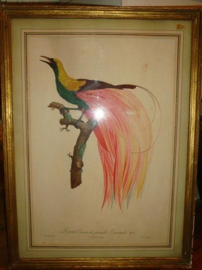 Jacques BARRABAND (1767 - 1809) Un petit oiseau de paradis émeraude numéro 4 gravé...