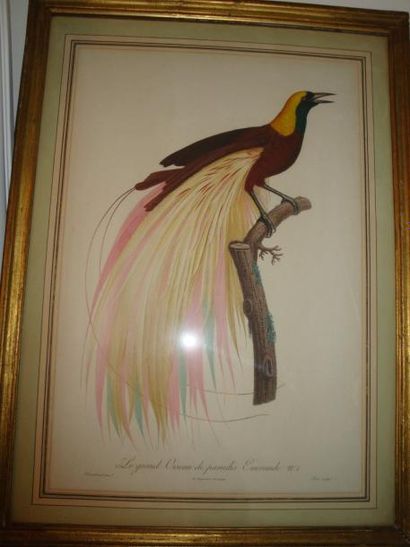 Jacques BARRABAND (1767 - 1809) Le grand oiseau de paradis émeraude numéro 1 gravé...