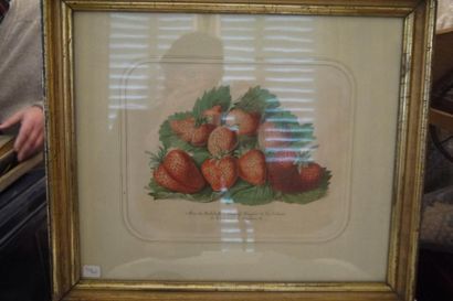 null Les fraises ou La Charge, chromolithographie satirique encadrée, 32 x 27,5 cm...