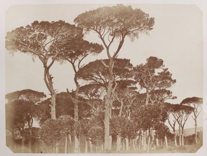 PIETRO DOVIZIELLI (1804-1885) Pinède de Mondragone à Frascati, on joint une étude...