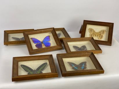 Set of eight butterflies under glass (accident...