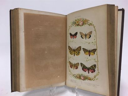 null CASTILLON (A.) : Nouvelle chasse aux papillons. Illustrée de douze superbes...