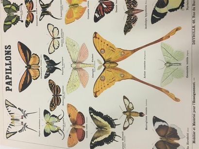 null DEYROLLE suite de 2 planches sur les papillons et mammifères
58 x 46 cm
Une...