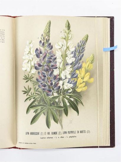 null HESDÖRFFER (M.) : Atlas colorié de fleurs de jardin. 48 planches chromolithographiées...