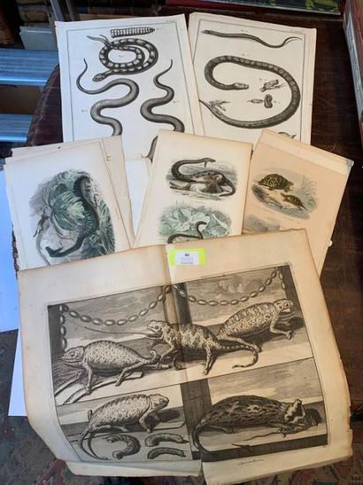 null Un lot de gravures XVIIIe et XIXème "reptiles et batraciens".