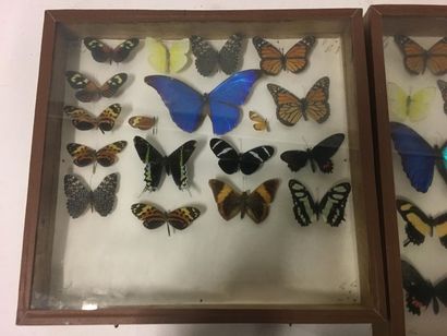null boite d'enthomologie coffret chêne
Papillons
40 x 38 cm