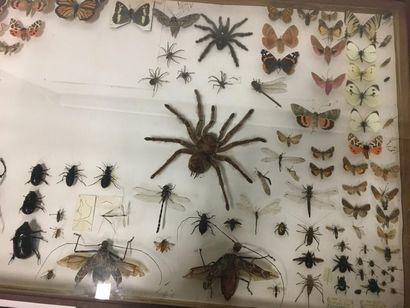 null boite d'enthomologie coffret chêne
Araignée et papillons, coléoptères
80 x 52...
