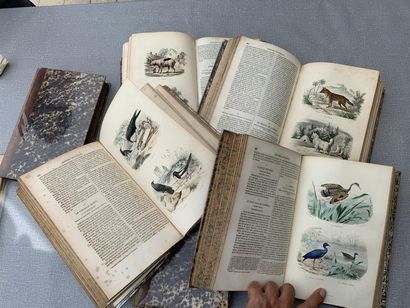 null Les oeuvres complètes de Buffon. 1839. 6 volumes. Nombreuses gravures réhaussées...