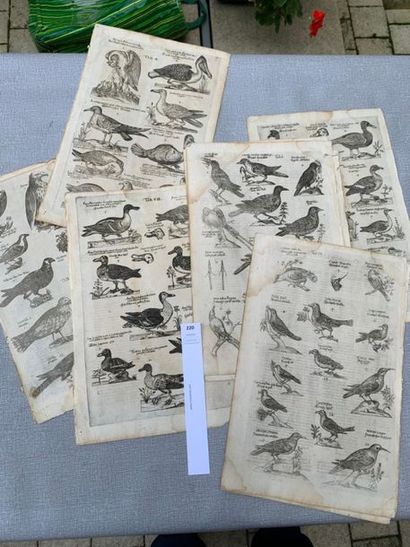 null [Ornithologie] Ensemble de 10 planches (bois gravés) in folio début XVIIe s...