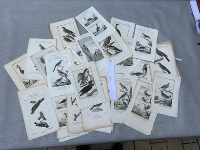 null [Ornithologie]. Un fort lot de gravures début XIXe.