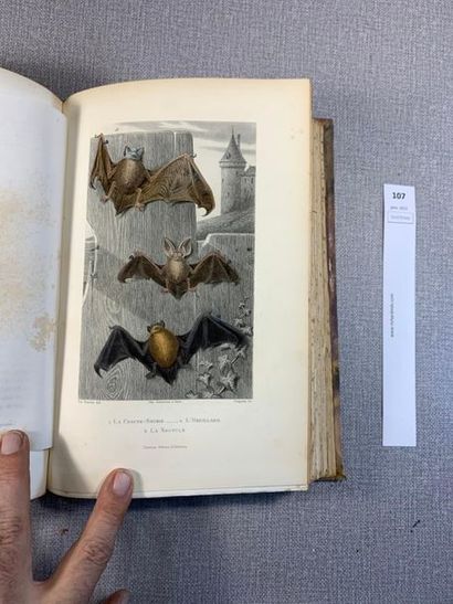 null Buffon. Nouvelles galeries d'Histoire Naturelle. 1 volume in-4. Paris,1885....