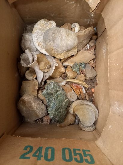 null Lot de pierres dont fossiles
