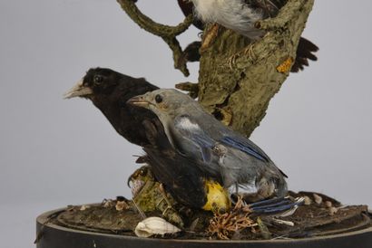 null Globe en verre avec des oiseaux naturalisés sur une branche

19ème siècle

H...