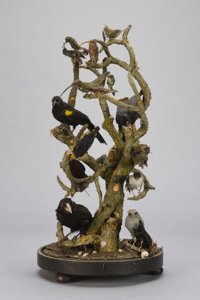null Globe en verre avec des oiseaux naturalisés sur une branche

19ème siècle

H...