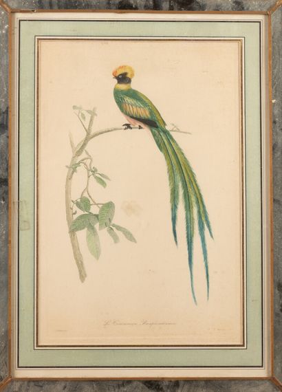 null D'après TRAVIES

Oiseau

Gravure en couleur

38 x 26 cm