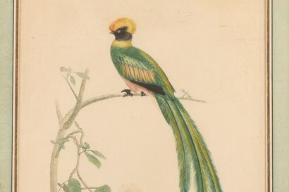 null D'après TRAVIES

Oiseau

Gravure en couleur

38 x 26 cm