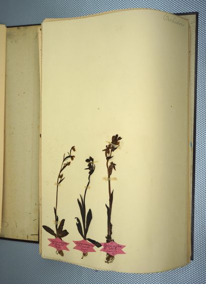 null HERBIER de Marie CHEUZEVILLE commencé en 1897. Un volume.



35 par 54 cm. 115...