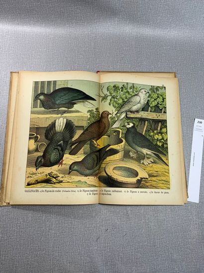 null Atlas d'histoire naturelle : Oiseaux. 1 volume fin XIXe orné de 30 planches...
