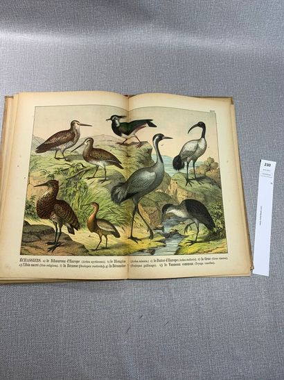 null Atlas d'histoire naturelle : Oiseaux. 1 volume fin XIXe orné de 30 planches...