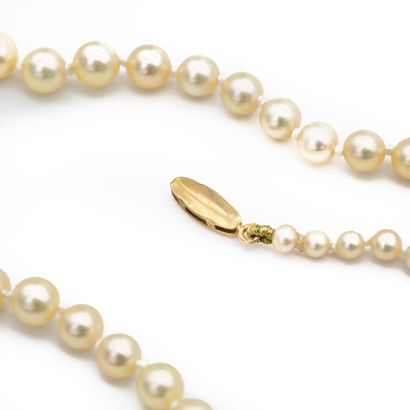 null Collier un rang de perles de culture disposées en chute. Fermoir en or (750)...