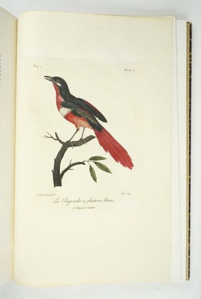 null LEVAILLANT (François) : Histoire naturelle des oiseaux d'Afrique. Paris, Delachaussée,...