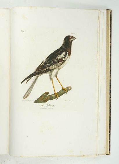 null LEVAILLANT (François) : Histoire naturelle des oiseaux d'Afrique. Paris, Delachaussée,...