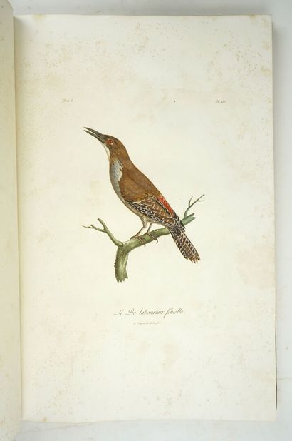 null LEVAILLANT (François) : Histoire naturelle des oiseaux d'Afrique. Paris, Delachaussée,...