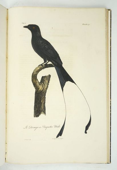 null LEVAILLANT (François) : Histoire naturelle des oiseaux d'Afrique. Paris, Delachaussée,...