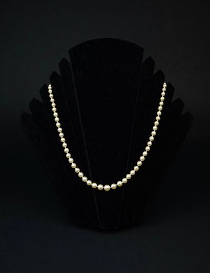 null Necklace composed of a row of cultured pearls arranged in fall. Clasp and safety...