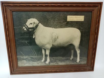 Photographie d'un mouton 
Etables de Monsieur...