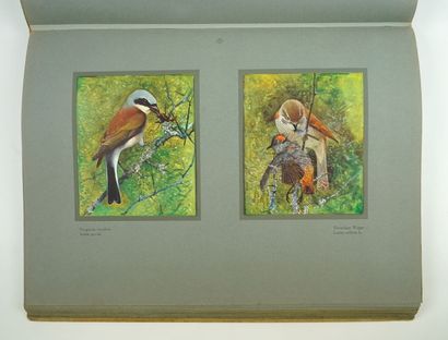 null ROBERT (Léo-Paul) : Les oiseaux de chez nous. 135 reproductions d'aquarelles...