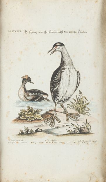 null Six gravures en couleurs Les oiseaux (dont Xavier de PORET canard, SELIGMAN...