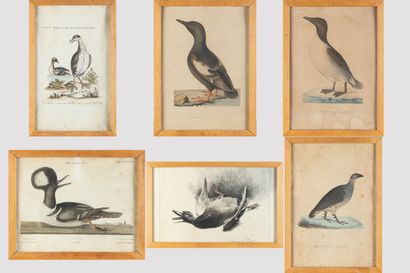  Six engravings in colors The birds (including Xavier de PORET duck, SELIGMAN the... Gazette Drouot