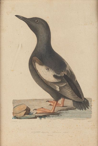 null Six gravures en couleurs Les oiseaux (dont Xavier de PORET canard, SELIGMAN...