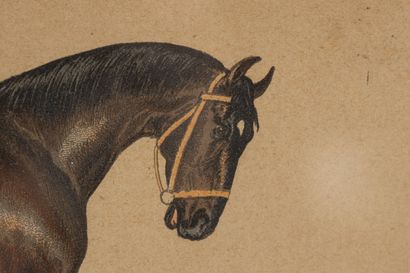 null d'après COTLISON
Suite de quinze gravures en couleurs sur les chevaux
encadrées
différentes...