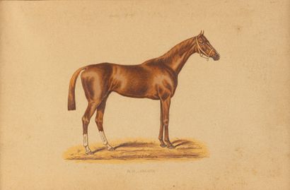 null after COTLISON
Suite of fifteen color engravings on horses
framed
different...