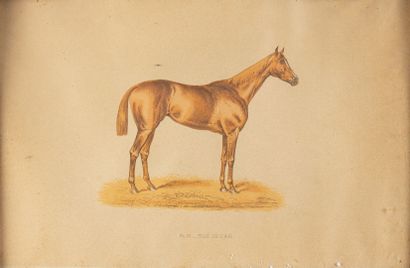 null after COTLISON
Suite of fifteen color engravings on horses
framed
different...