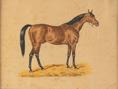 null d'après COTLISON
Suite de quinze gravures en couleurs sur les chevaux
encadrées
différentes...