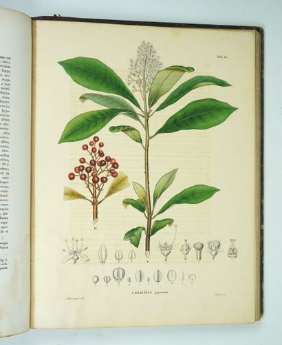 null [Botanique][Japon] SIEBOLD (Philipp Franz von), ZUCCARINI (Joseph Gerhard) et...