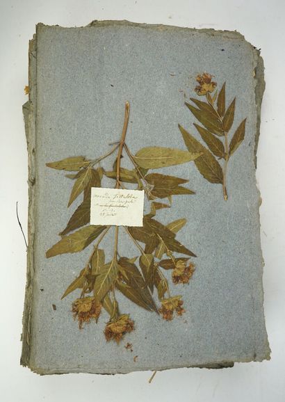 null HERBIER

Important herbier datant du début du 19ème siècle, composé de feuilles...