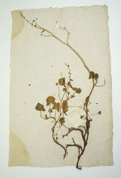 null HERBIER

Important herbier datant du début du 19ème siècle, composé de feuilles...