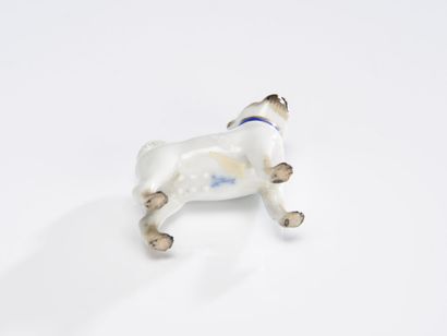 null SAXE, subject in polychrome porcelain representing a Pug 
18th century.
H :...