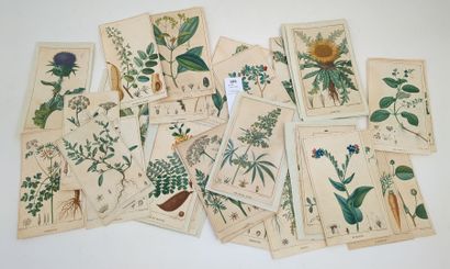 null [Botanique] Ensemble d'environ 48 planches in-12 de botanique peintes par Turpin...