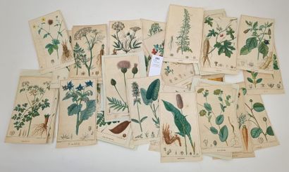 null [Botanique] Ensemble d'environ 48 planches in-12 de botanique peintes par Turpin...