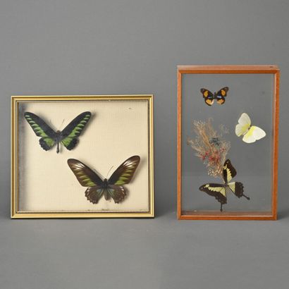 Deux compositions encadrées de papillons...