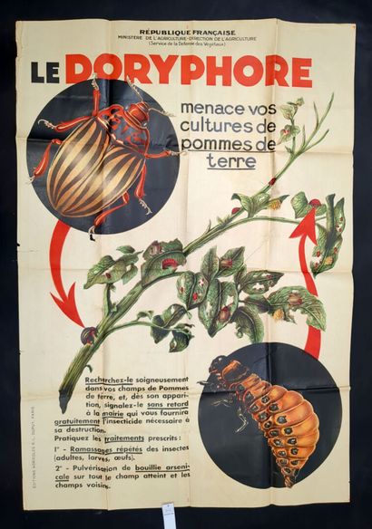 null Le Doryphore menace vos cultures de Pommes de Terre. Paris, R.L. Dupuy, (ca....