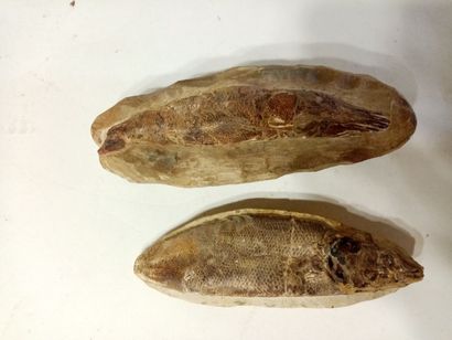 Lot de deux fossiles 
L : 19 et 18 cm 
(l'un...